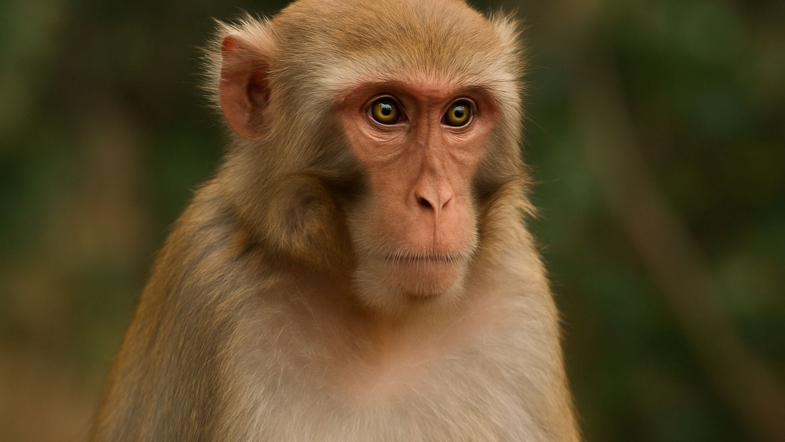 Monkey: animals with symbolic meaning in Indian mythology