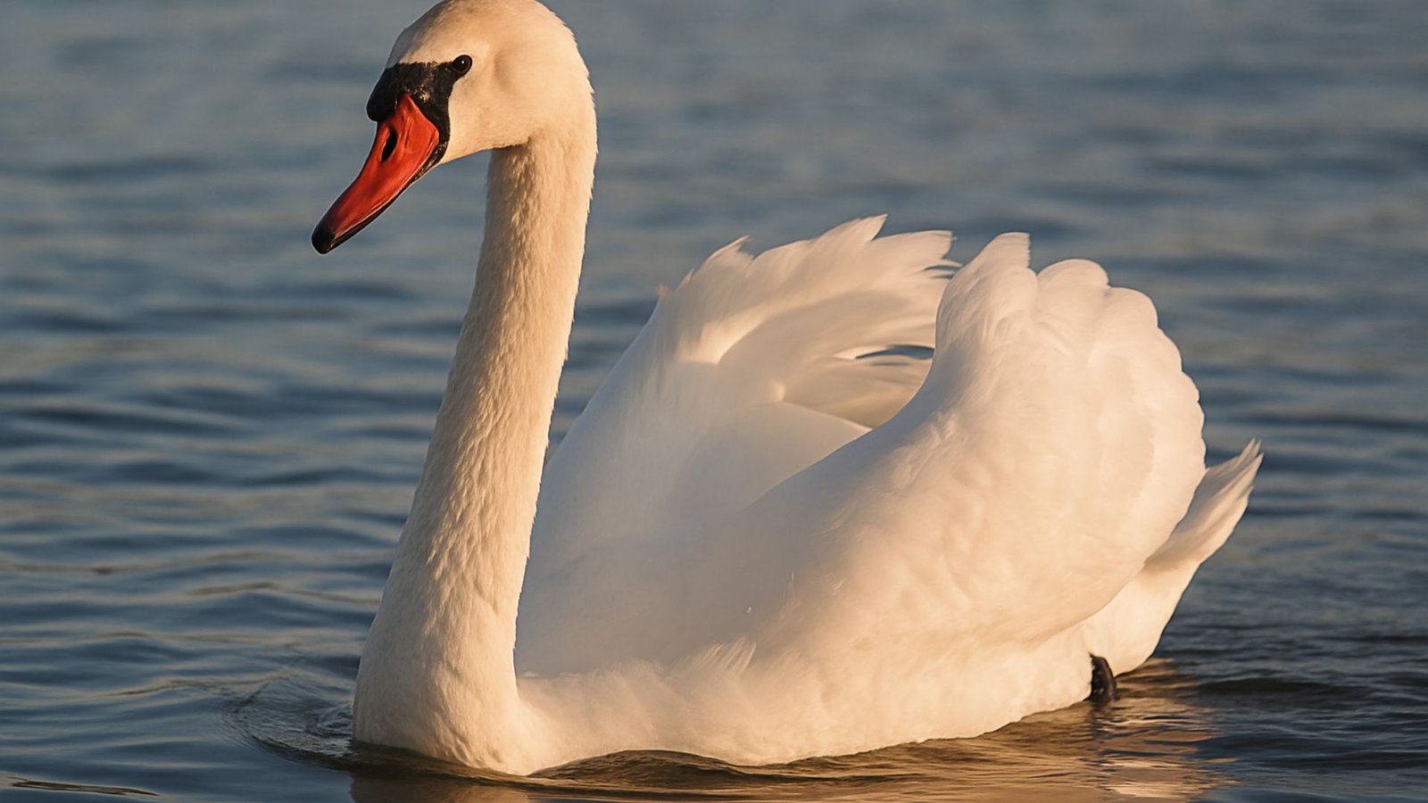 Swan: animals with symbolic meaning in Indian mythology