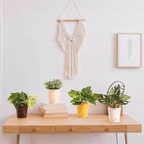 Indoor Plants Combo of 4 - Money Plant Variegated, Philodendron Brasil, Fittonia, Broken Heart Live Plant for Home Decor - Image 5