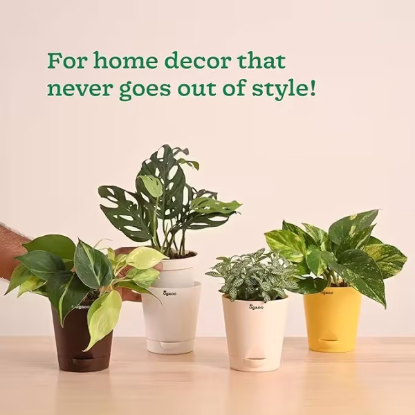 Indoor Plants Combo of 4 - Money Plant Variegated, Philodendron Brasil, Fittonia, Broken Heart Live Plant for Home Decor - Image 4