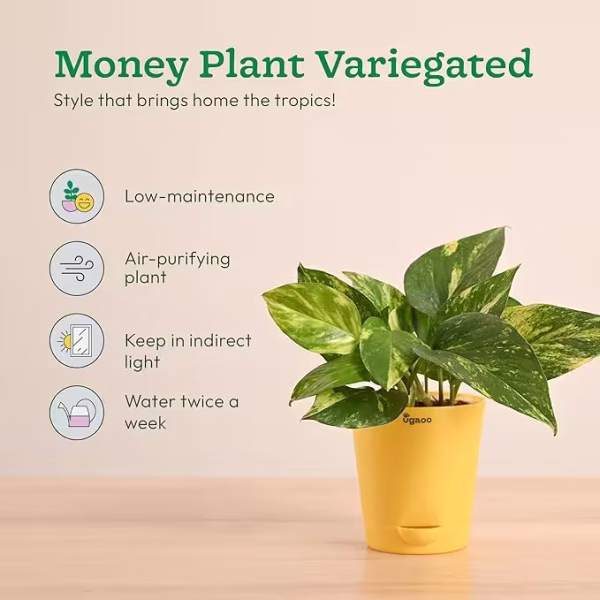 Indoor Plants Combo of 4 - Money Plant Variegated, Philodendron Brasil, Fittonia, Broken Heart Live Plant for Home Decor - Image 3