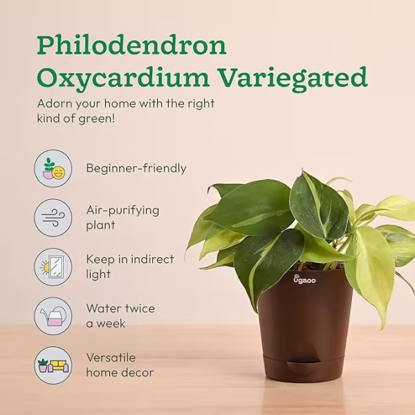 Indoor Plants Combo of 4 - Money Plant Variegated, Philodendron Brasil, Fittonia, Broken Heart Live Plant for Home Decor - Image 2