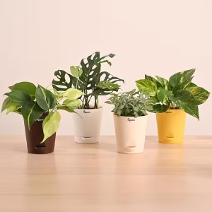 Indoor Plants Combo of 4 - Money Plant Variegated, Philodendron Brasil, Fittonia, Broken Heart Live Plant for Home Decor
